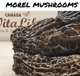 Morel Mushrooms